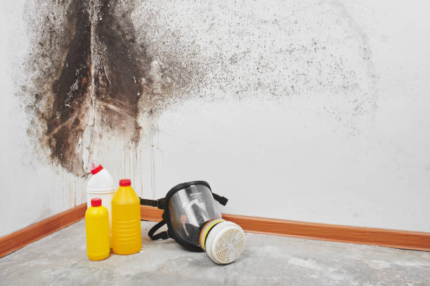 Best Office Mold Removal Services  in Gordon, PA