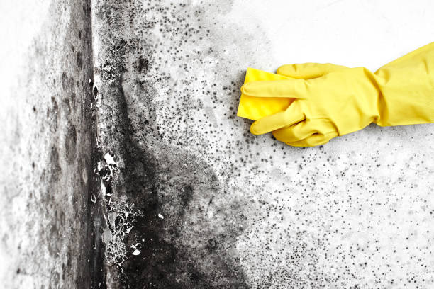Best Mold Testing and Removal  in Gordon, PA