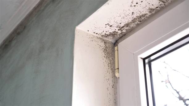 Mold Testing and Removal in Gordon, PA