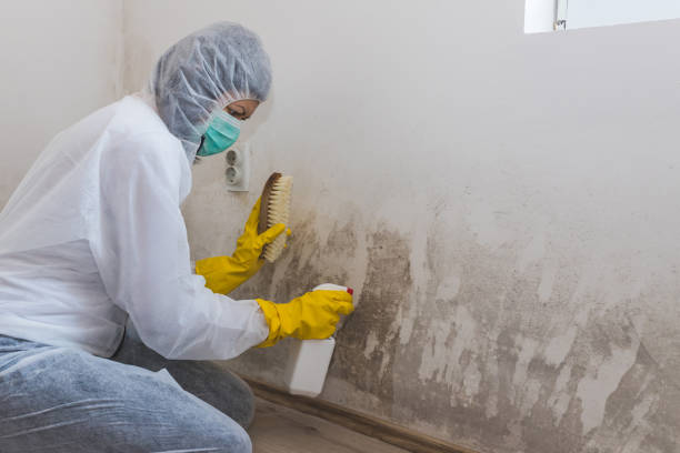 Best Toxic Mold Removal  in Gordon, PA