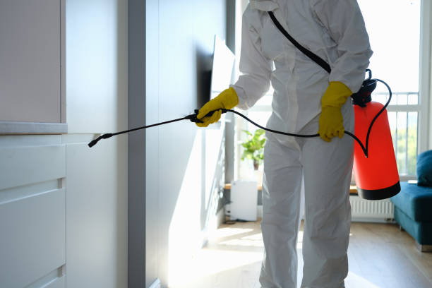 Best Black Mold Removal  in Gordon, PA