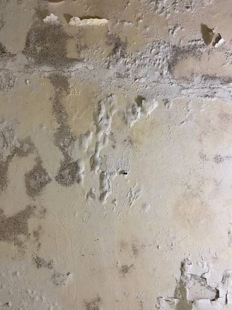 Best Professional Mold Removal  in Gordon, PA