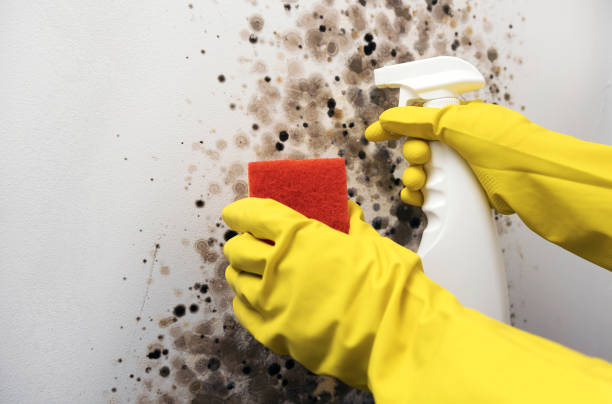 Best Fast Mold Removal  in Gordon, PA