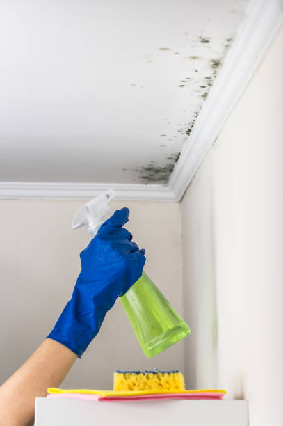 Trusted Gordon, PA Mold Removal Experts